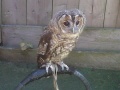 Tawny Owl's Avatar